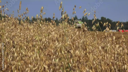 The oat, sometimes called the common oat, is a species of cereal grain grown for its seed, which is known by the same name. While oats are suitable for human consumption as oatmeal and rolled oats, on