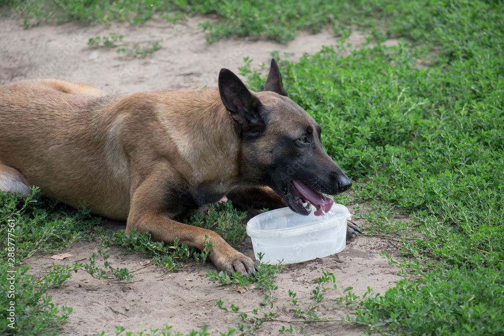 Cute belgian sheepdog is drinking water from dog bowl. Pet animals.