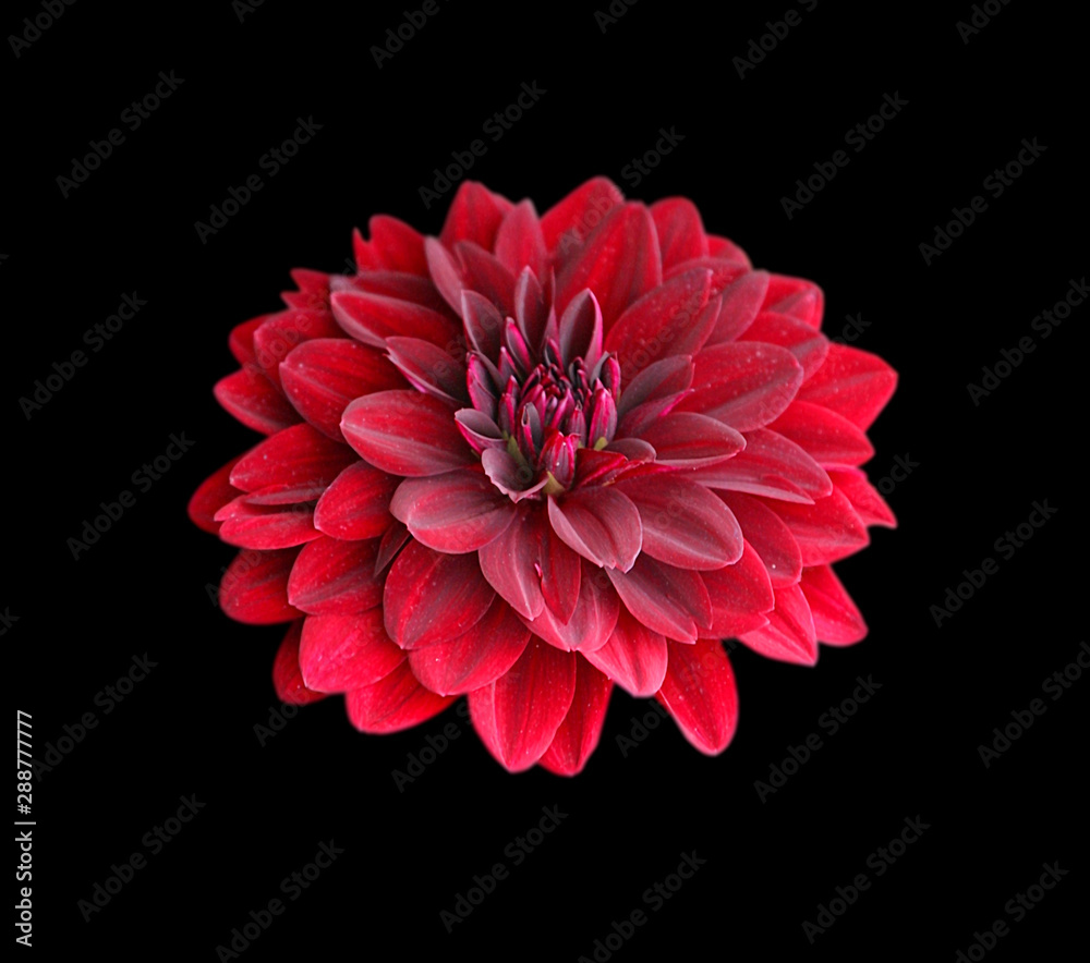 Beautiful red dahlia isolated on a black background Beautiful red dahlia isolated on a black background