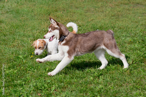 Siberian husky and jack russell terrier puppies are playing on a green meadow. Pet animals.