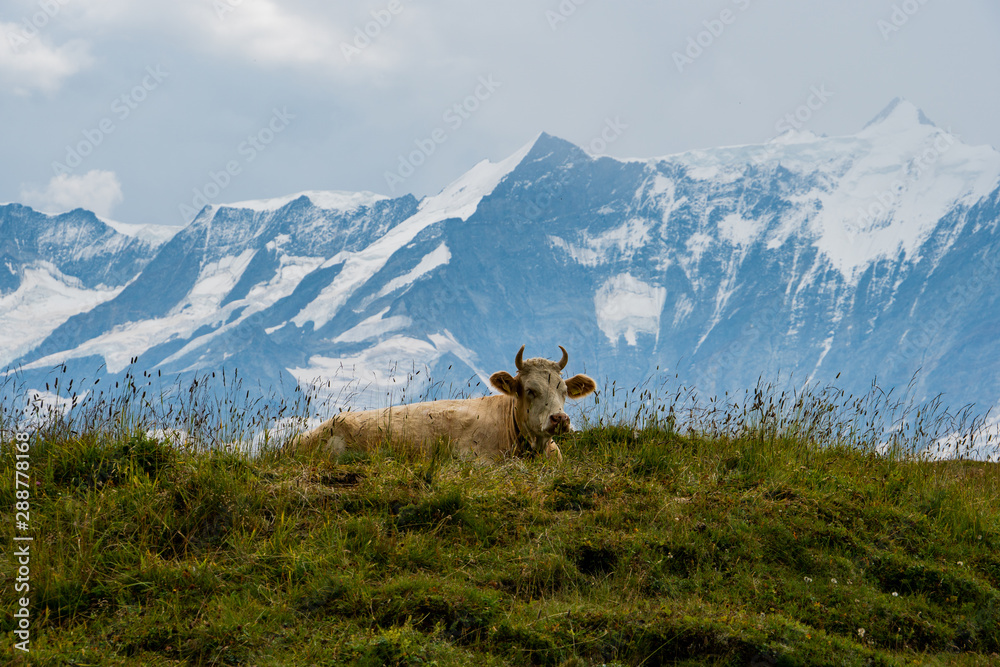 Kuh auf der Alp mit einem schönen Alpenpanorama 