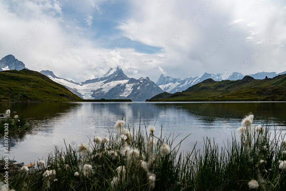 Bachalpsee in Grindelwald mit Eiger, Mönch und Jungfrau im Hintergrund und Wollblumen im Vordergrund