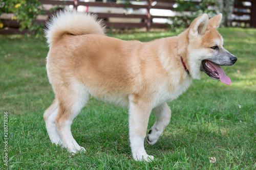 Cute akita inu puppy is standing on a green meadow. Pet animals.