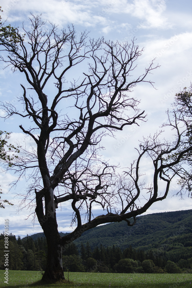 Alter knorriger Baum ohne Blätter Alter knorriger Baum ohne Blätter