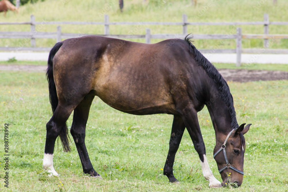 Fototapeta premium Rennpferd auf der Weide beim Grasen