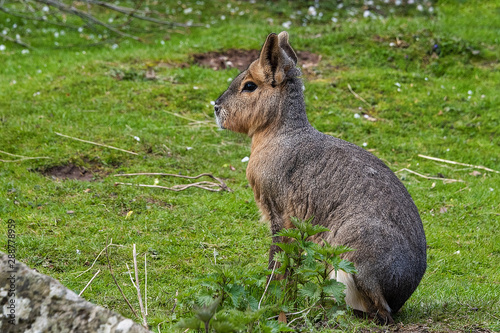 Patagonian Mara in captivity photo