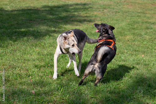Two mongrels from the dog shelter are playing on a green meadow.