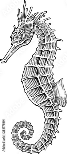 Black and white vector image of sea horse engraving style
