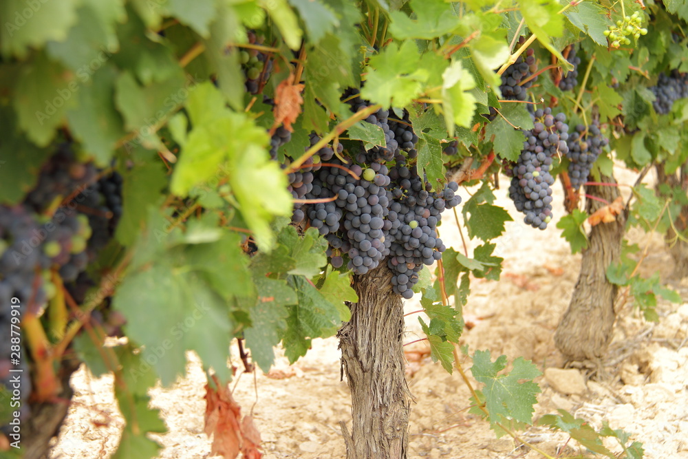 cluster of raw blue grape hanging in a vine, grape bush 