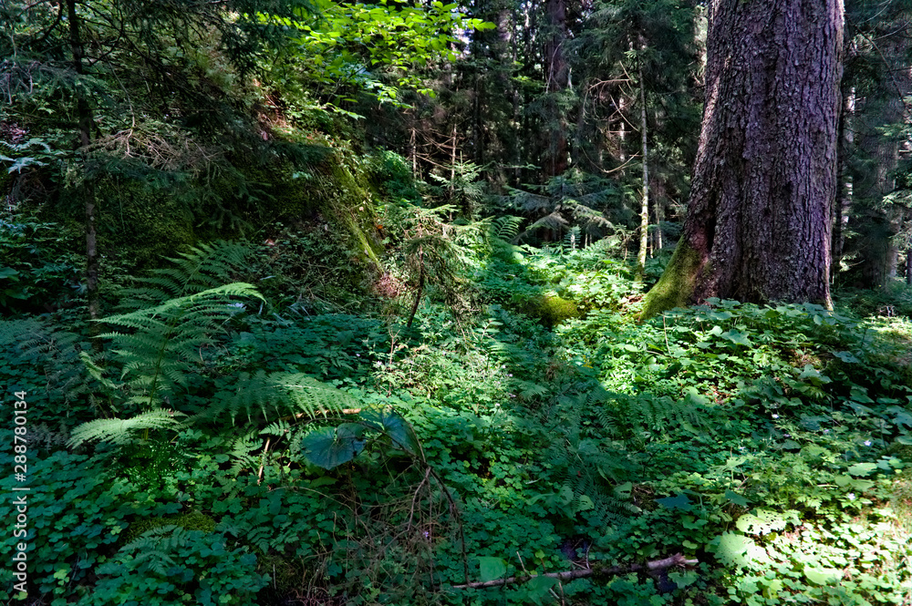 Incredible green forest in the caucasus mountains near dombay Incredible green forest in the caucasus mountains near dombay