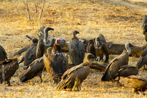 Dead elephant being eaten by vultures, Chobe National Park, Chobe river, Botswana