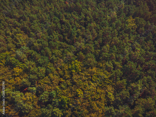 vintage colored forest from the bird view with copy space in the trees