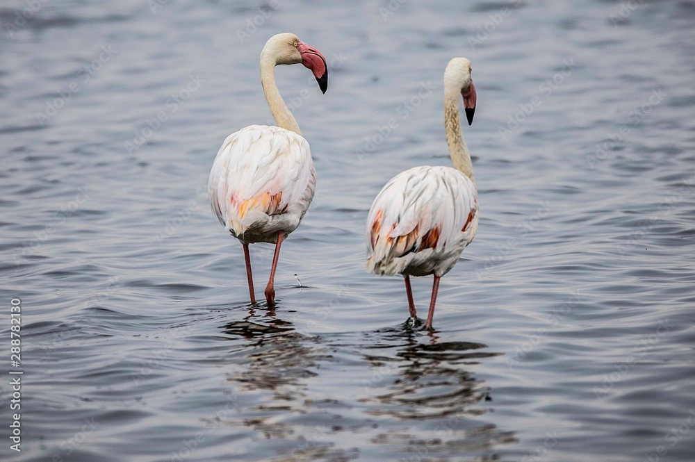 Greater flamingoes in Walvis Bay, Namibia