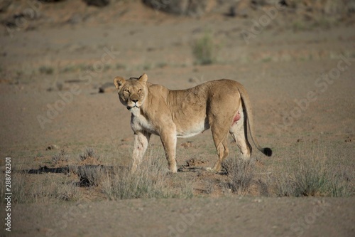 A Namibian desert lioness in the Huanib Valley reserve in Namibia