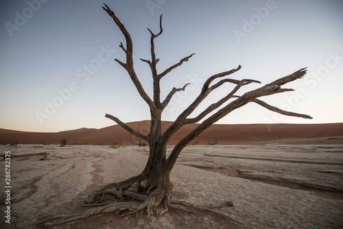 A fossilised tree in Deadvlei, Namibia
