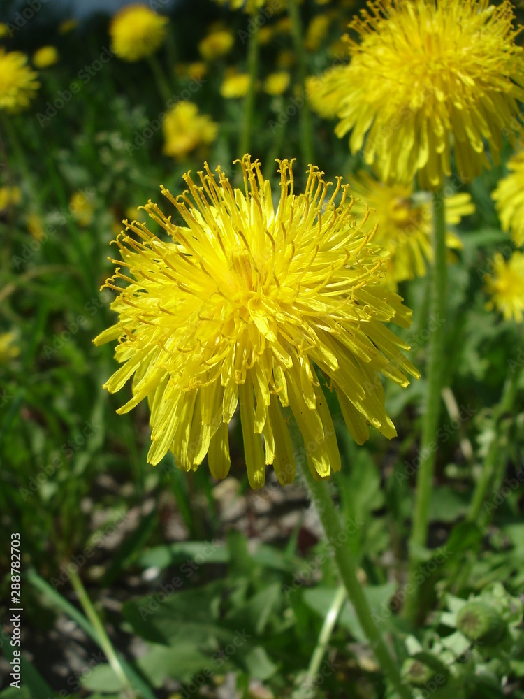 Dandelion yellow flowers close up, herbal medicine bg