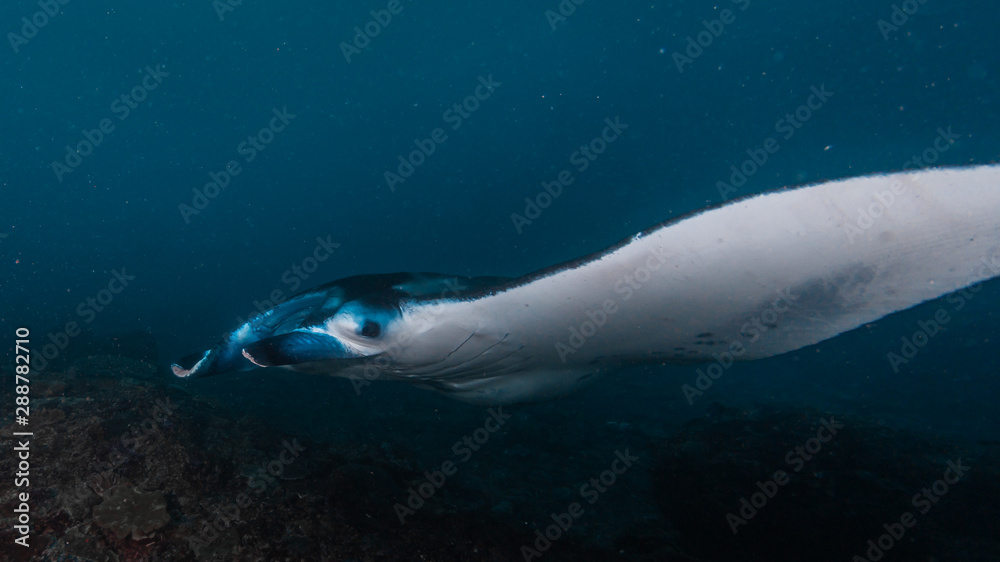 Naklejka premium Mantarochen