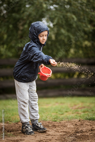 Young boy sows grass seeds in the garden
