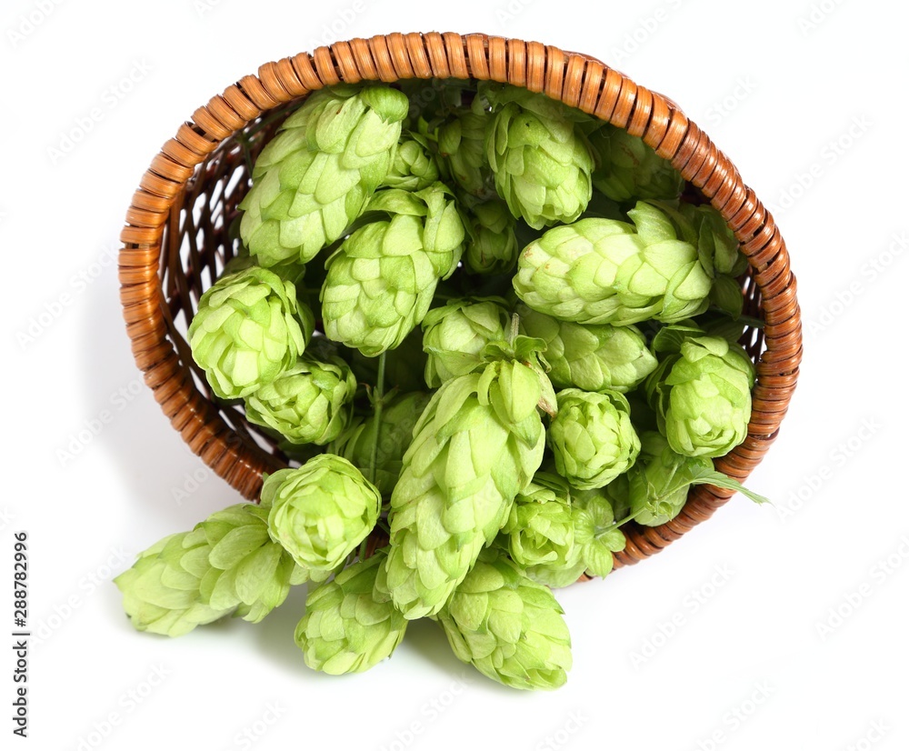 Hop cones. Hop cones.