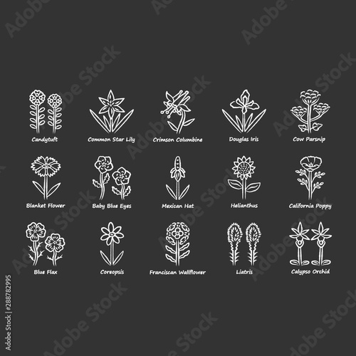 Wild flowers chalk icons set. Spring blossom. California wildflowers with names. Garden blooming plants. Botanical bundle. Meadow and field weed. Isolated vector chalkboard illustrations