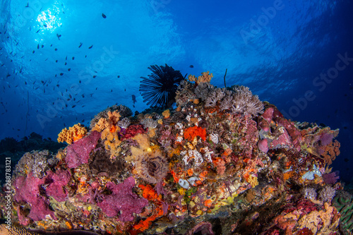 Fototapeta Naklejka Na Ścianę i Meble -  Tauchen im Korallenriff