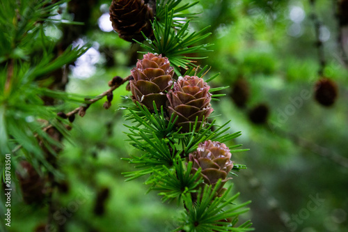 Pinecones