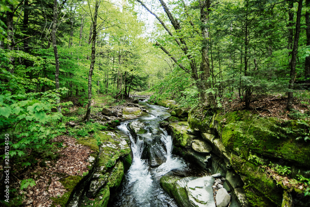 River running through the forest in the Catskill Mountains, New York state River running through the forest in the Catskill Mountains, New York state