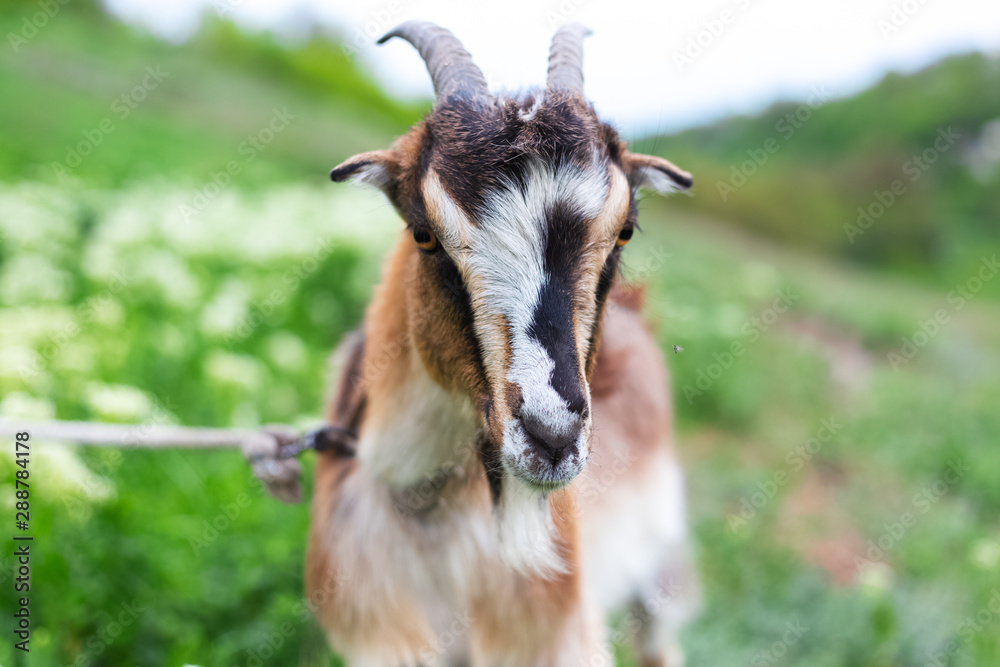 Cute goat in green meadow.