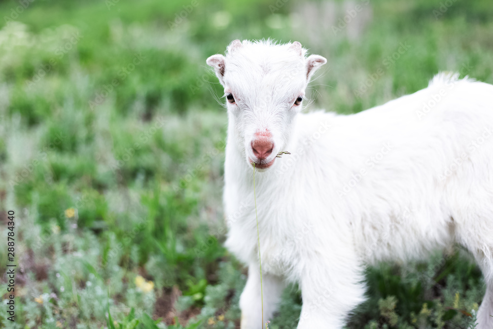 Cute white baby goat in green grass of meadow.