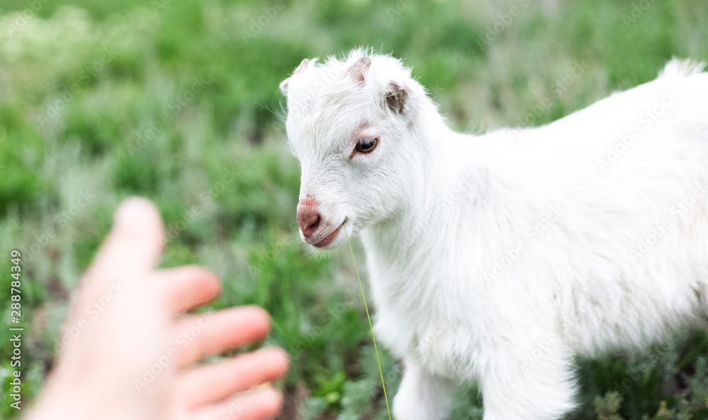 Cute friendly white baby goat in green grass of meadow. Cute friendly white baby goat in green grass of meadow.
