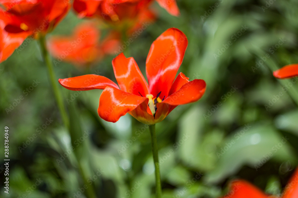 Fototapeta premium red flower