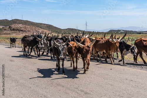 Brahman or Zebu bulls on the road to Gheralta in Tigray, Ethiopia