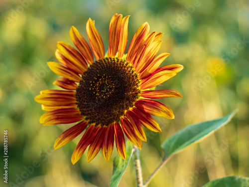 red decorative sunflower with lens flare effect evening scene. Soft blurred and soft focus of sunflower, Asteraceae, flower with the bokeh, beam, light and lens flare effect tone background