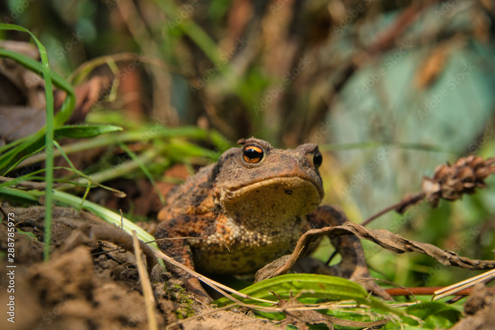 Eine Erdkröte, Bufo Bufo, auf Nahrungssuche. Die überaus nützlichen, wild lebenden Tiere fressen Schnecken und andere Schädlinge. Eine Erdkröte, Bufo Bufo, auf Nahrungssuche. Die überaus nützlichen, wild lebenden Tiere fressen Schnecken und andere Schädlinge.
