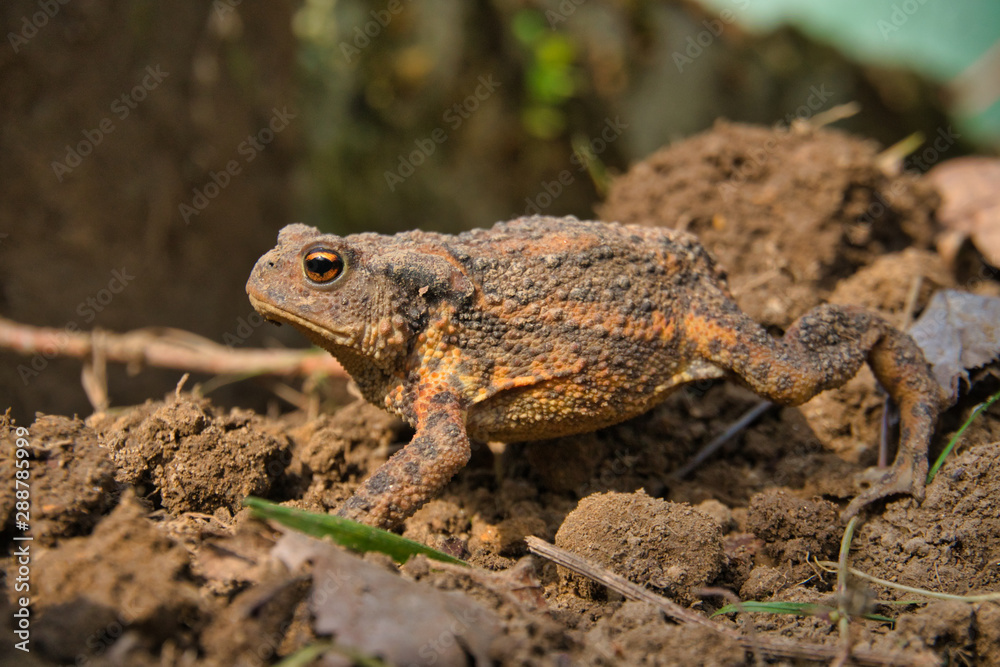 Eine Erdkröte, Bufo Bufo, auf Nahrungssuche. Die überaus nützlichen, wild lebenden Tiere fressen Schnecken und andere Schädlinge. Eine Erdkröte, Bufo Bufo, auf Nahrungssuche. Die überaus nützlichen, wild lebenden Tiere fressen Schnecken und andere Schädlinge.