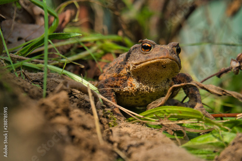Eine Erdkröte, Bufo Bufo, auf Nahrungssuche. Die überaus nützlichen, wild lebenden Tiere fressen Schnecken und andere Schädlinge.