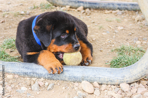 Fotografie German Rottweiler Puppy