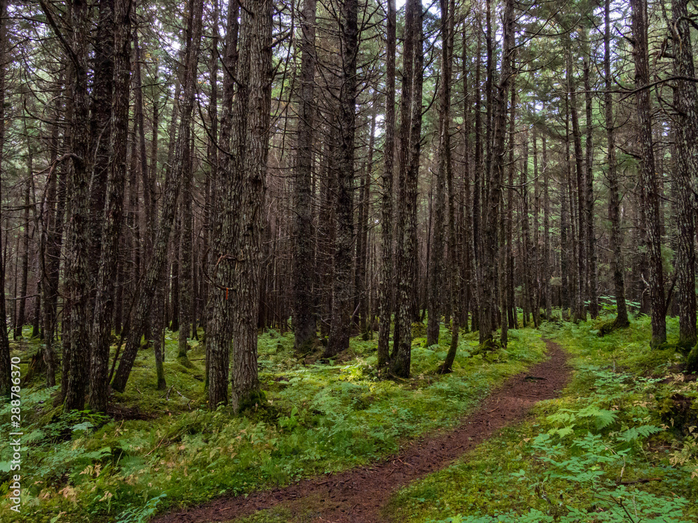 Footpath Through Alaskan Forest, Pine Trees Footpath Through Alaskan Forest, Pine Trees