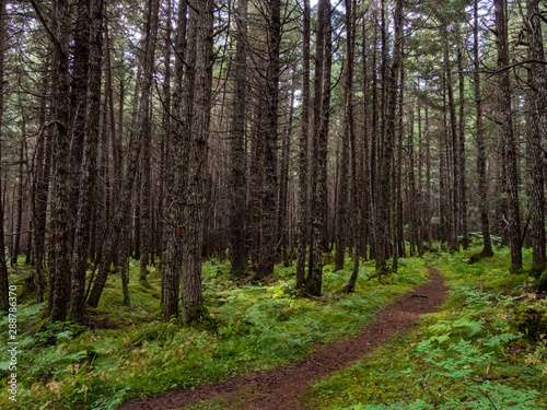 Footpath Through Alaskan Forest  Pine Trees