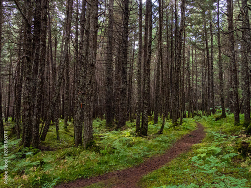 Footpath Through Alaskan Forest, Pine Trees