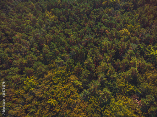 vintage colored forest from the bird view with copy space in the trees