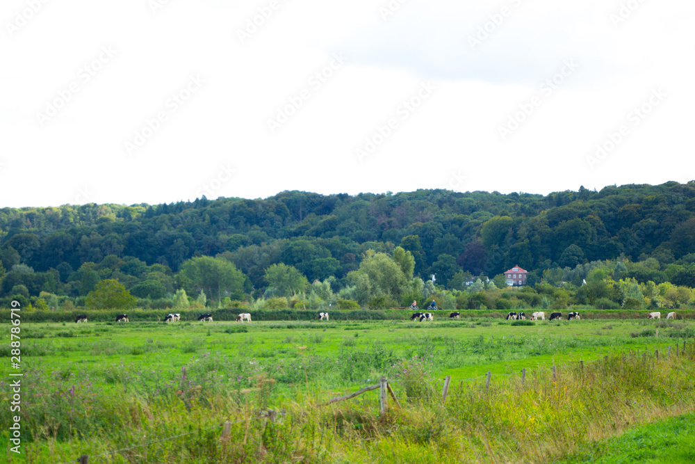 Cows are grazing grass in polder Cows are grazing grass in polder