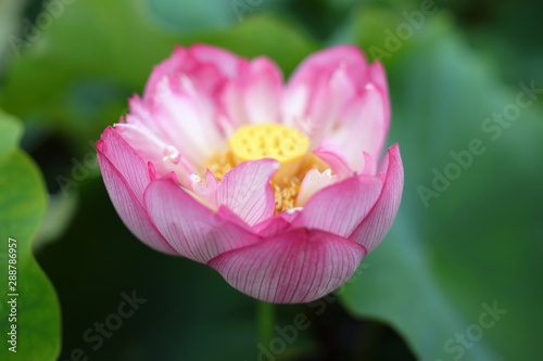 蓮　ピンク　自然　開花