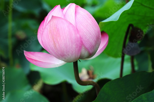 蓮　ピンク　自然　開花