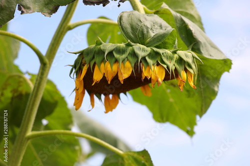 向日葵　枯れる　自然　花