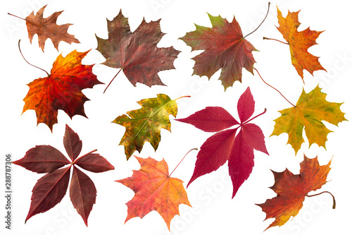 Set of autumn leaves isolated on a white background.