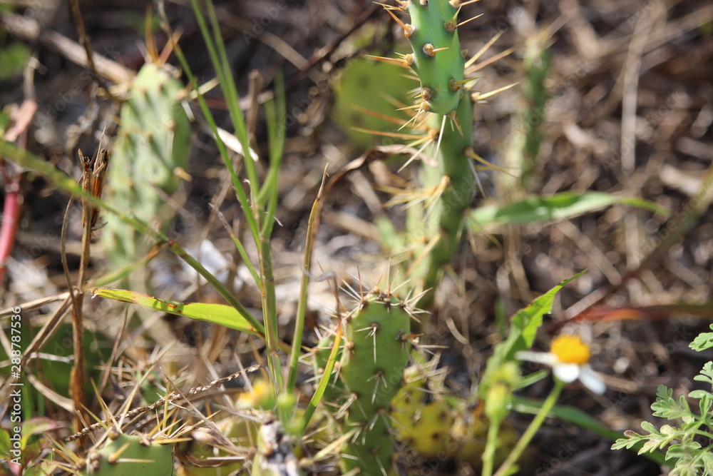 Savannah Cactus