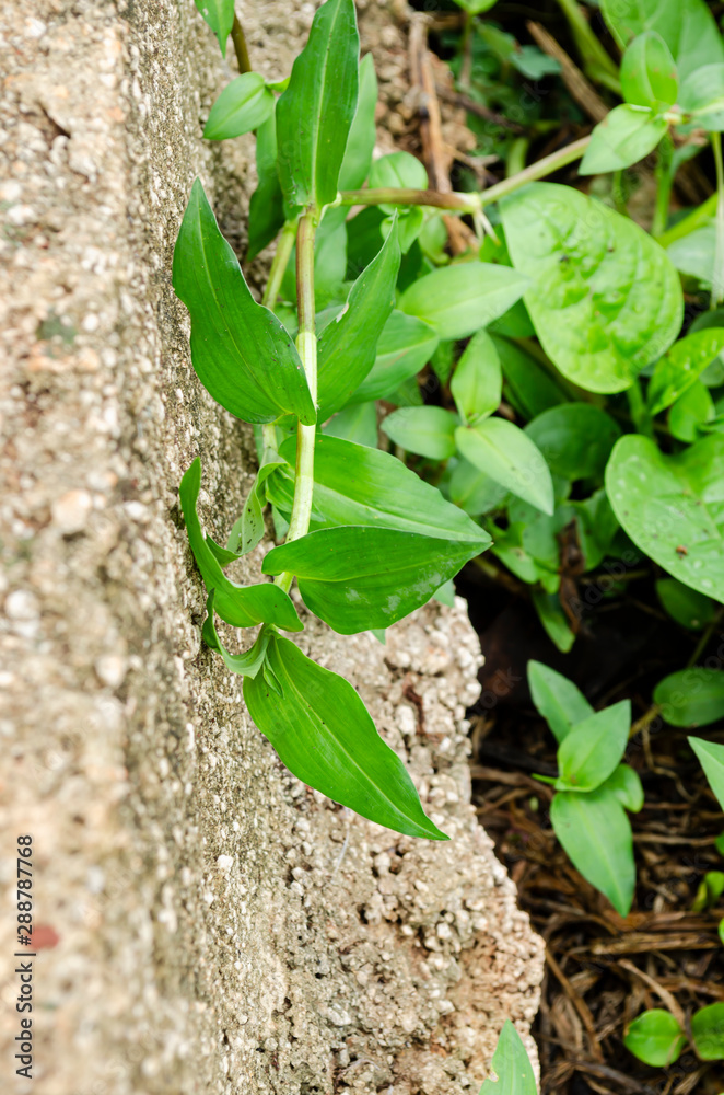 Commelina Communis L Plant Commelina Communis L Plant