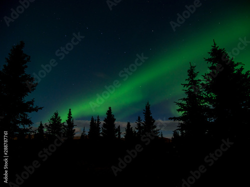Northern Lights over Forest, Alaska Aurora Borealis Above Spruce Trees, Green Swirl © Jonathan