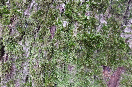 mossy vegetation on tree bark